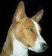 Basenji en France