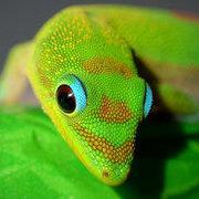 Les Geckos de Pascal