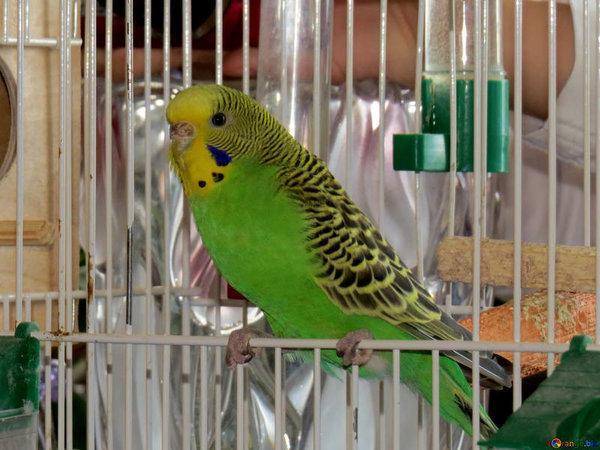 Choisir et aménager la cage pour perruche ondulée - Découverte animalière -  Nimo