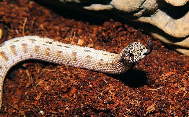 Serpents domestiques qui restent petits à l'âge adulte