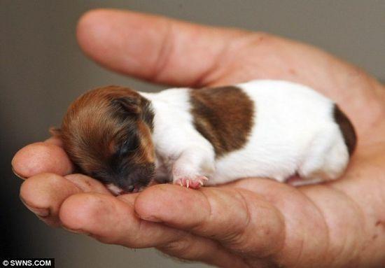 Le plus petit chien du monde 2012 - Insolite ! - Nimo