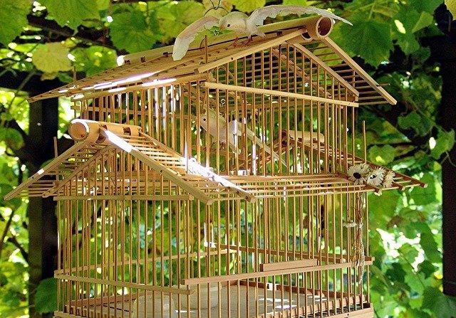 Comment nettoyer et désinfecter sa cage à oiseaux - Santé des animaux - Nimo