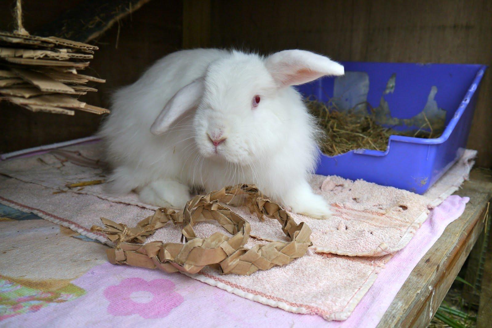Jouets pour lapin à fabriquer soi-même - Santé des animaux - Nimo