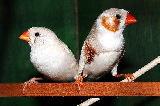 Choisir un oiseau pour appartement - Découverte animalière - Nimo