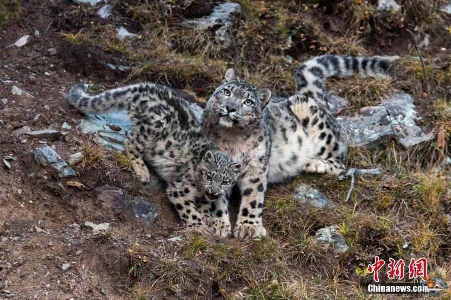 Un petit léopard des neiges photographié à Zadoi du Quinghai