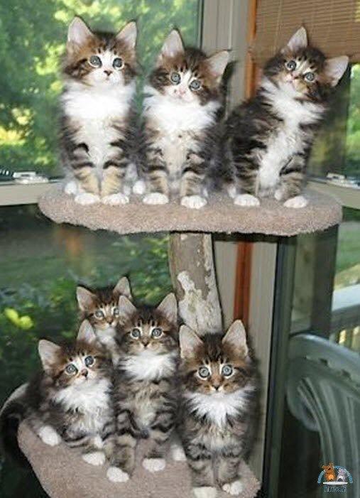 Chatons Super Mignons