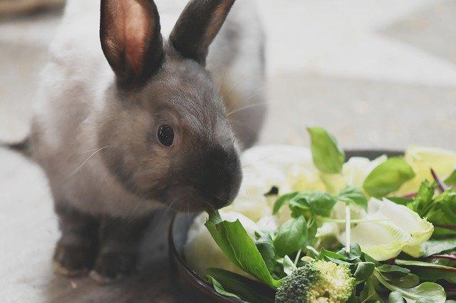 La stérilisation du lapin nain : âge, prix, conseil - Santé des animaux -  Nimo