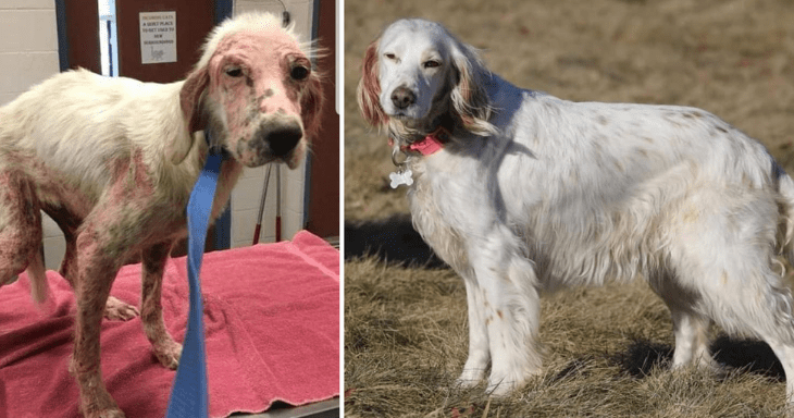 Avant et Après : 10 transformations incroyables des chiens adoptés - Buzz /  Insolite Animaux - Nimo