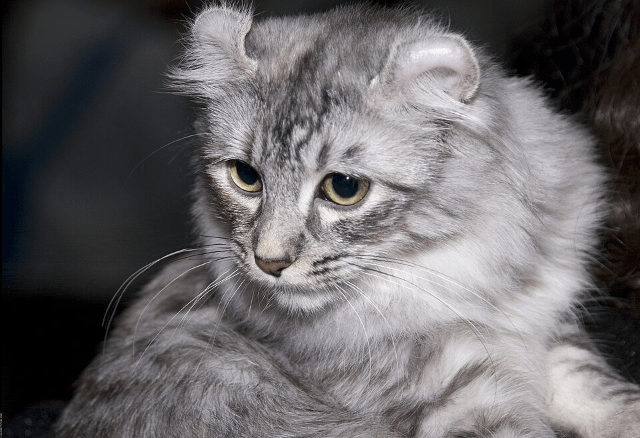 American Curl.png