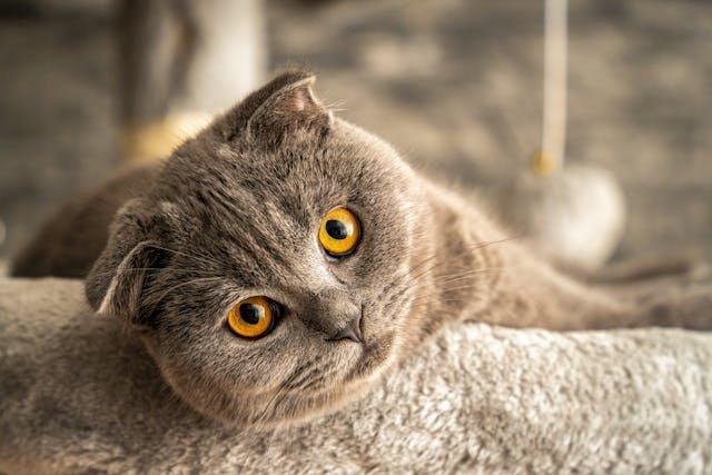 scottish fold.jpg