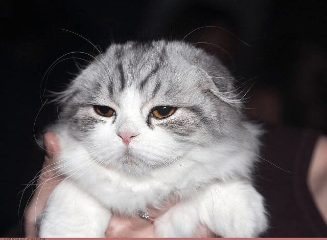 Highland_fold_shorthair.png