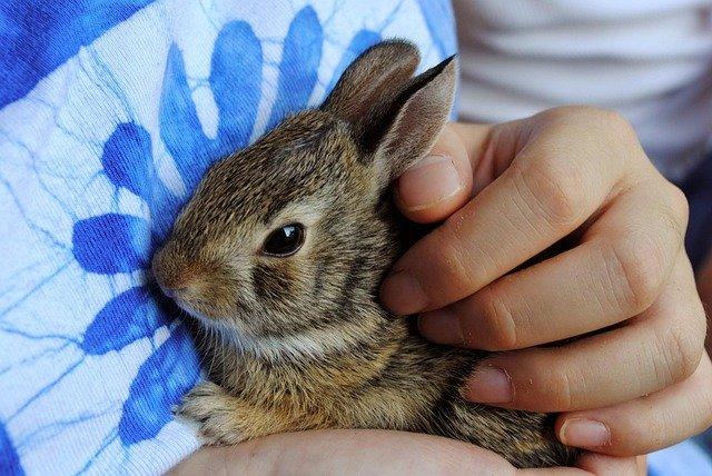 incygneia-bunny-968856_640.jpg