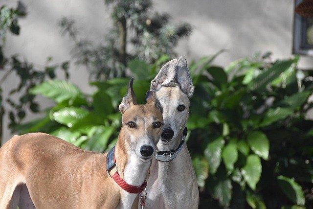 akikocampbell-greyhounds-4837392_640.jpg