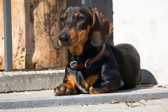 chaoschor-dachshund-3480930_640.jpg
