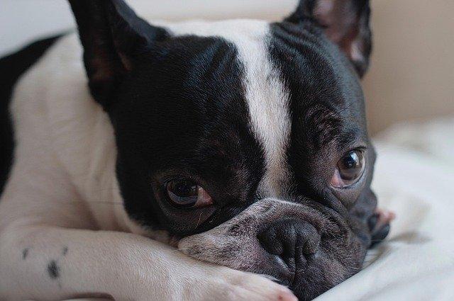 kwanlamkwanlam-frenchie-2093945_640.jpg