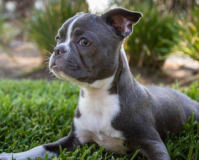 lens_and_light-boston-terrier-8662110_640.jpg