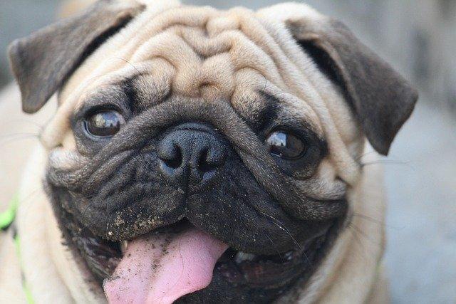 mishuhanda-pug-2513191_640.jpg