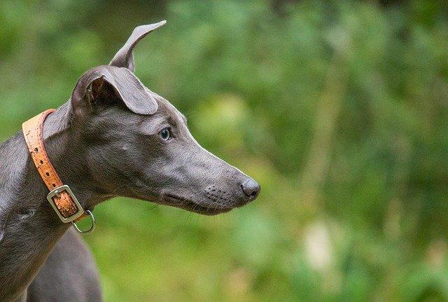 petpawtraits-animal-3226102_640.jpg