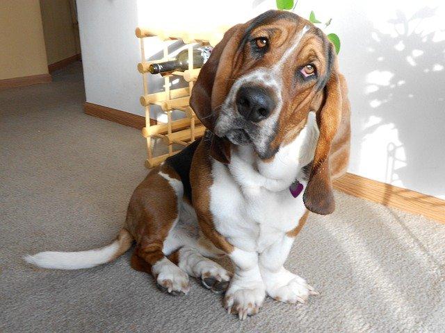 susan_spensley-basset-hound-6122003_640.jpg