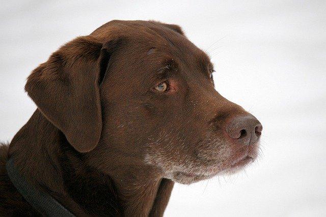 u_xxy51rfzka-dog-7758890_640.jpg