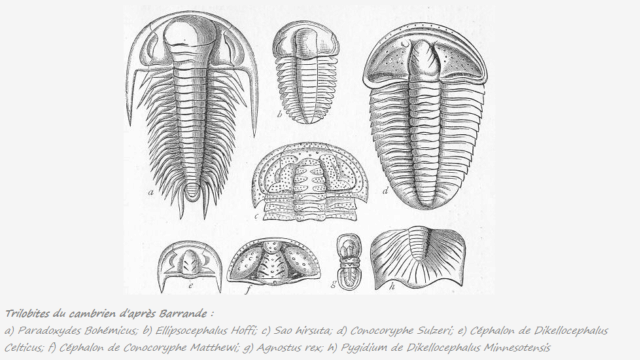 Main photo Généralités sur les trilobites