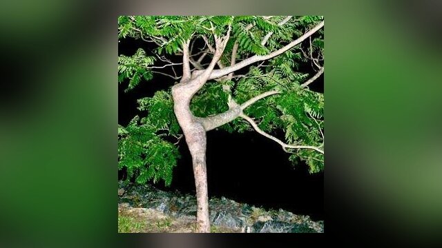 Main photo Francis Hallé : "Les arbres peuvent être immortels, et ça fait peur."      