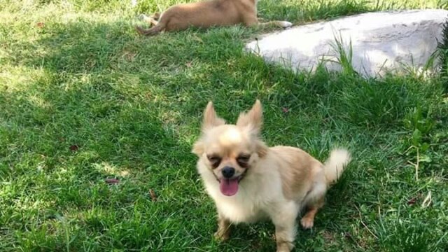 Calice à adopter Femelle chihuahua de 8 ans