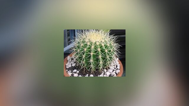 Main photo Эхинокактус грузони (Echinocactus grusonii)