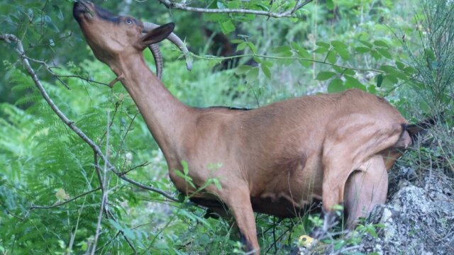 Main photo Ouvrages sur l'alimentation des caprins