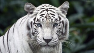 El Tigre Blanco