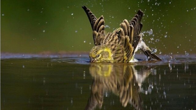 Main photo A IMPORTÂNCIA DO BANHO PARA OS PÁSSAROS