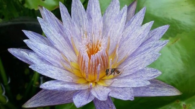 Main photo Time lapse lotus et nymphaea