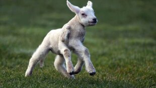 Un bébé agneau est rejeté par sa mère parce qu’il a 5 pattes et demie