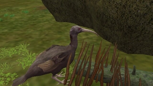 Giant Ibis