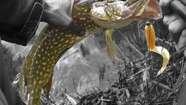 Main photo Tutos Vidéos des différentes techniques pour pêcher le BROCHET