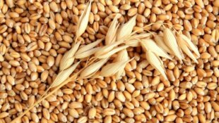 Du grain de blé à la farine de blé