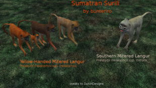 Sumatran Surili Pack