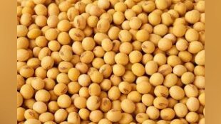 China slashes 2018/19 soybean import forecast as U.S. trade war crimps buying