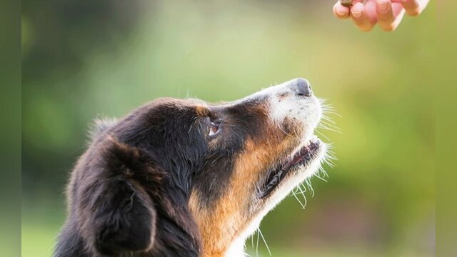 Main photo Bien nourrir son chien : pas si simple !