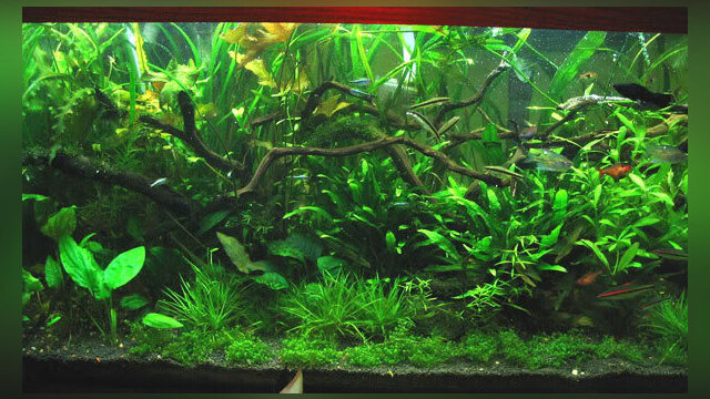 Main photo Qu'est ce qu'un aquarium LowTech ?