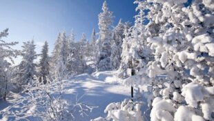 Le Jardin en Hiver