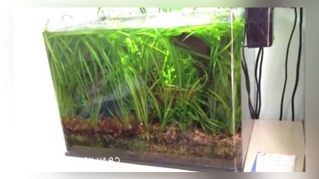 La Vallisneria En Aquarium