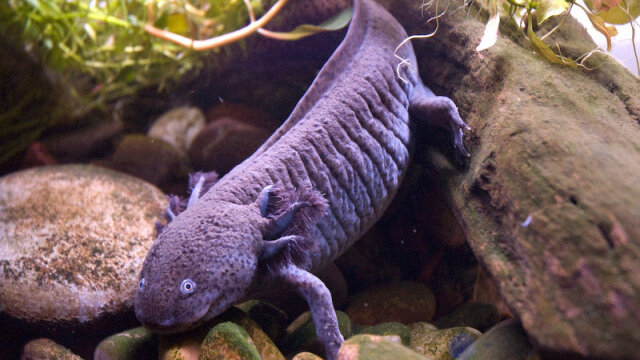 Tutoriel : Maintenir une ponte d'axolotl