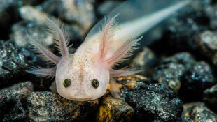 Tutoriel : Maintenir des bébés axolotl 