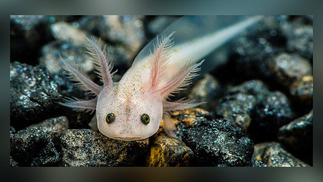 Main photo Tutoriel : Maintenir des bébés axolotl 