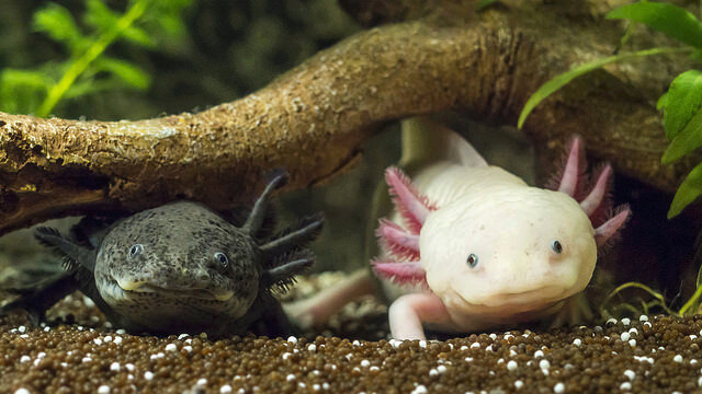 l'histoire de l'axolotl