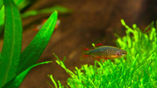 Microrasbora Galaxy - Danio margaritatus -Fiche poisson