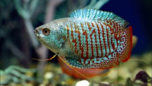 Trichogaster Lalius - Gourami Nain