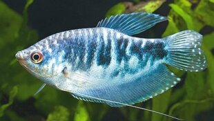 Trichogaster Trichopterus - Gourami Bleu