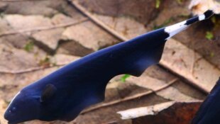 Poisson couteau (Apteronotus albifron) - Fiche Poisson